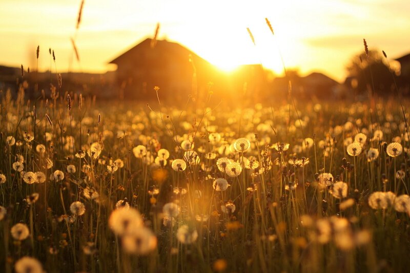Dandelion Field at Sunset — Yellow, Serene, Photograph, Sun, Grass, House