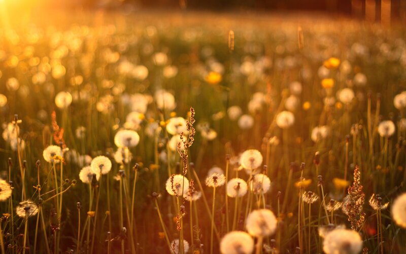 Dandelion Field at Sunset — Yellow, Serene, Photograph