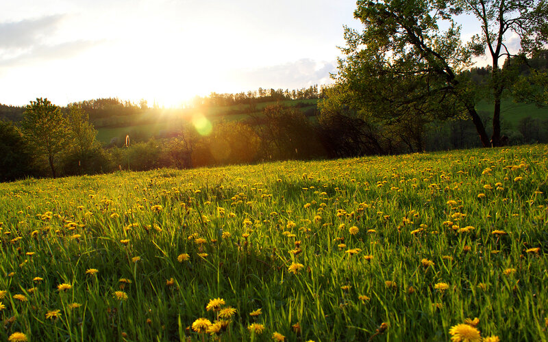 Dandelion Field at Sunset — Yellow