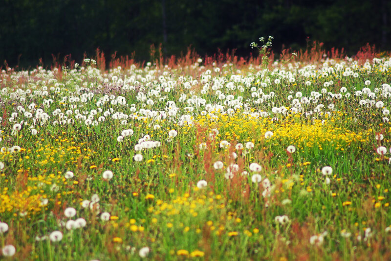 Dandelion Field — Green, Serene