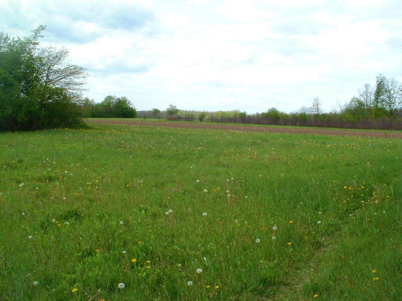 Dandelion Field — Green