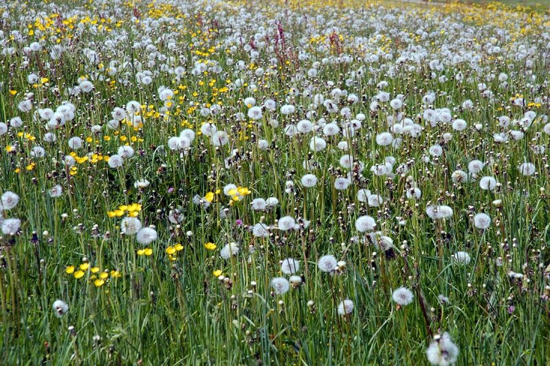 Dandelion field in bloom
