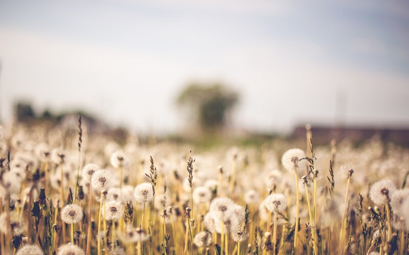 Dandelion Field in Bloom — White