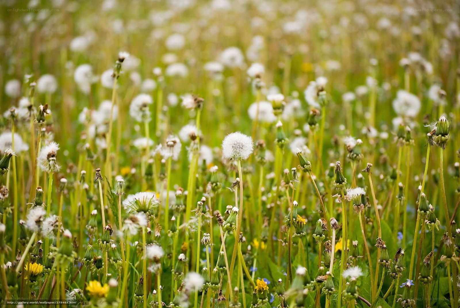 Dandelion field in bloom