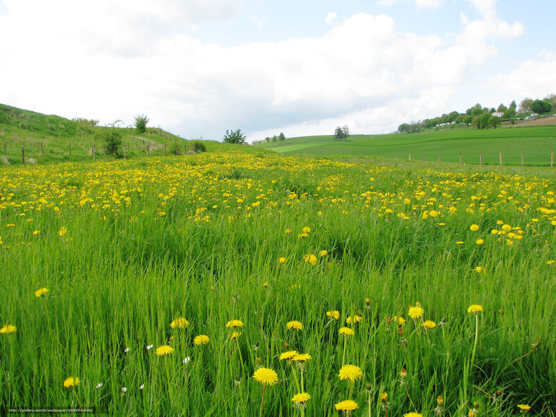 Dandelion field in green hills