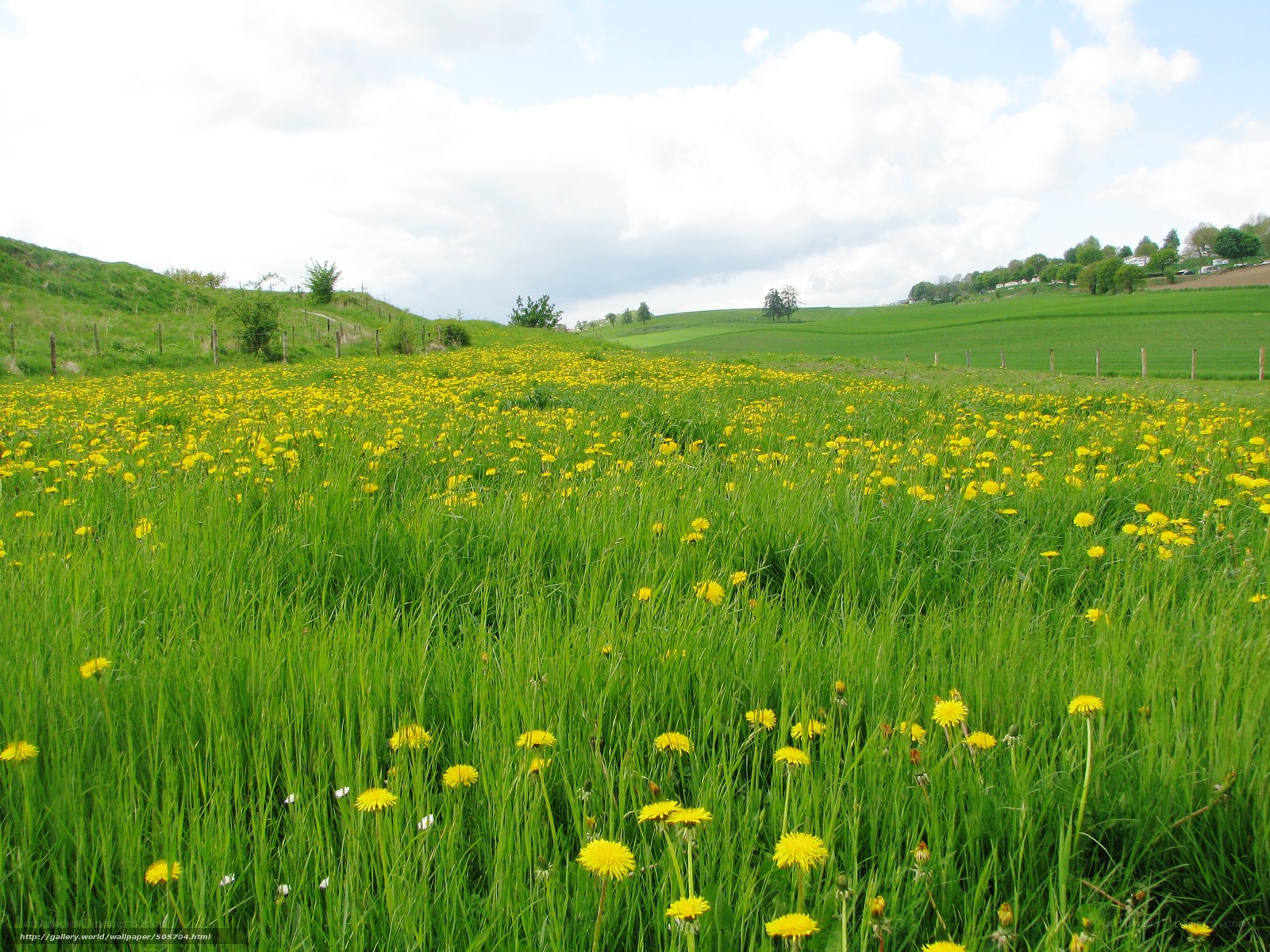Dandelion field in green hills
