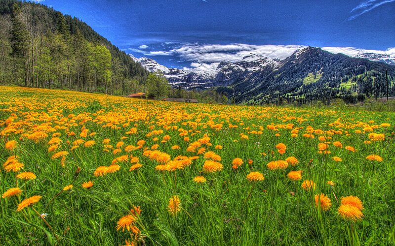 Dandelion Field in Mountains — Green, Serene