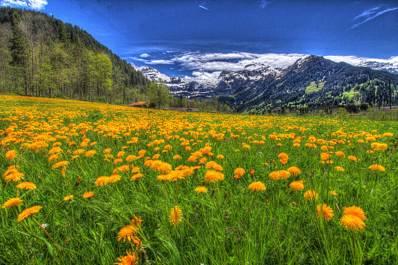 Dandelion Field in Mountains — Green