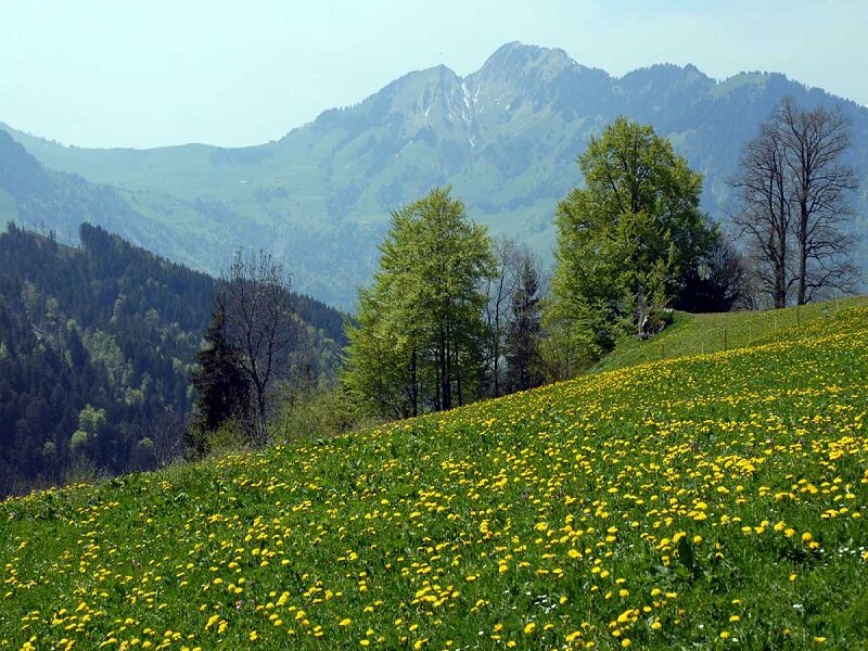 Dandelion Field in Mountains