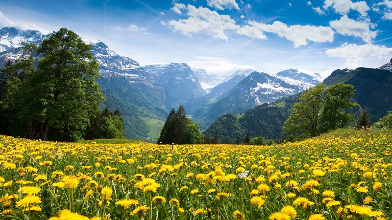Dandelion Field in Mountains — Yellow, Serene, Summer, Photograph, Trees