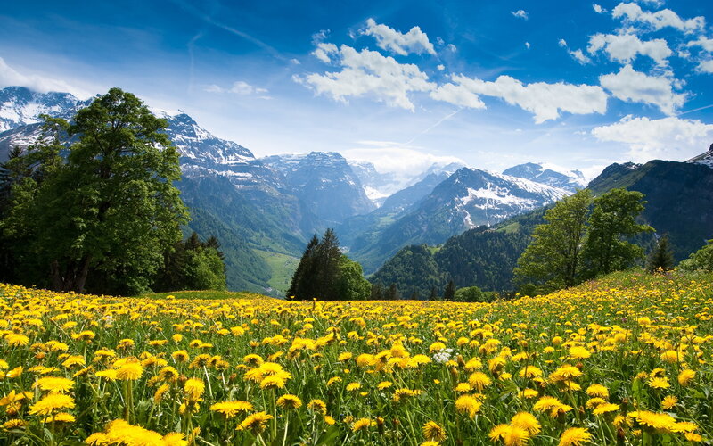 Dandelion Field in Mountains — Yellow, Serene, Summer