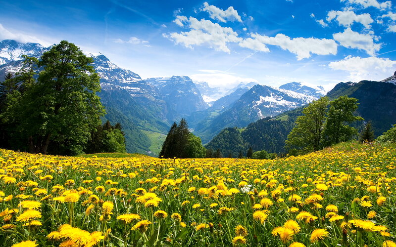 Dandelion Field in Mountains — Yellow