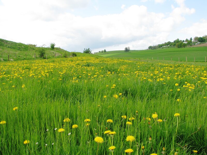 Dandelion field in spring