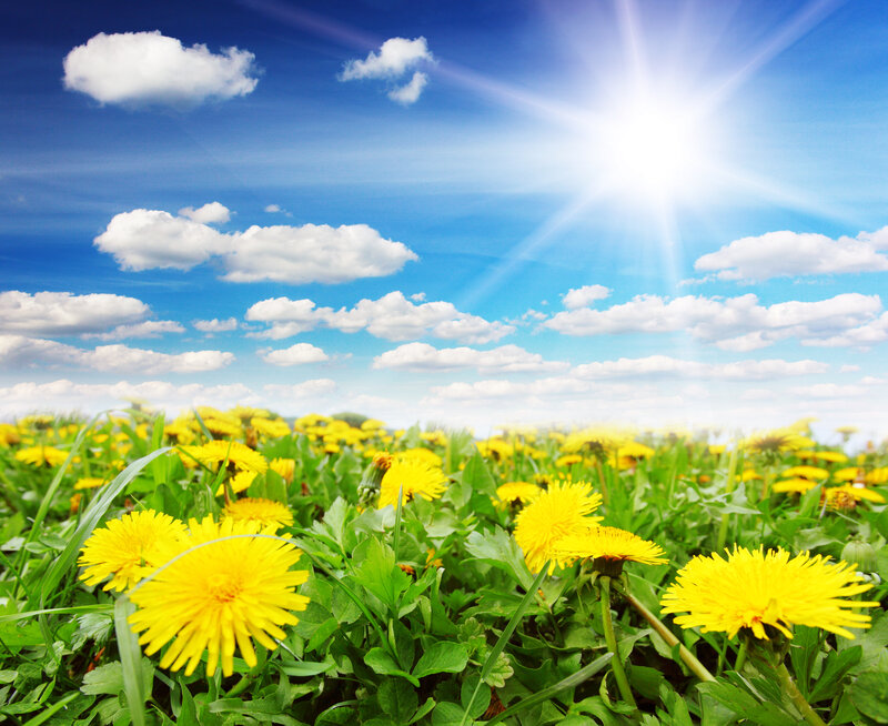 Dandelion Field in Sunlight — Yellow