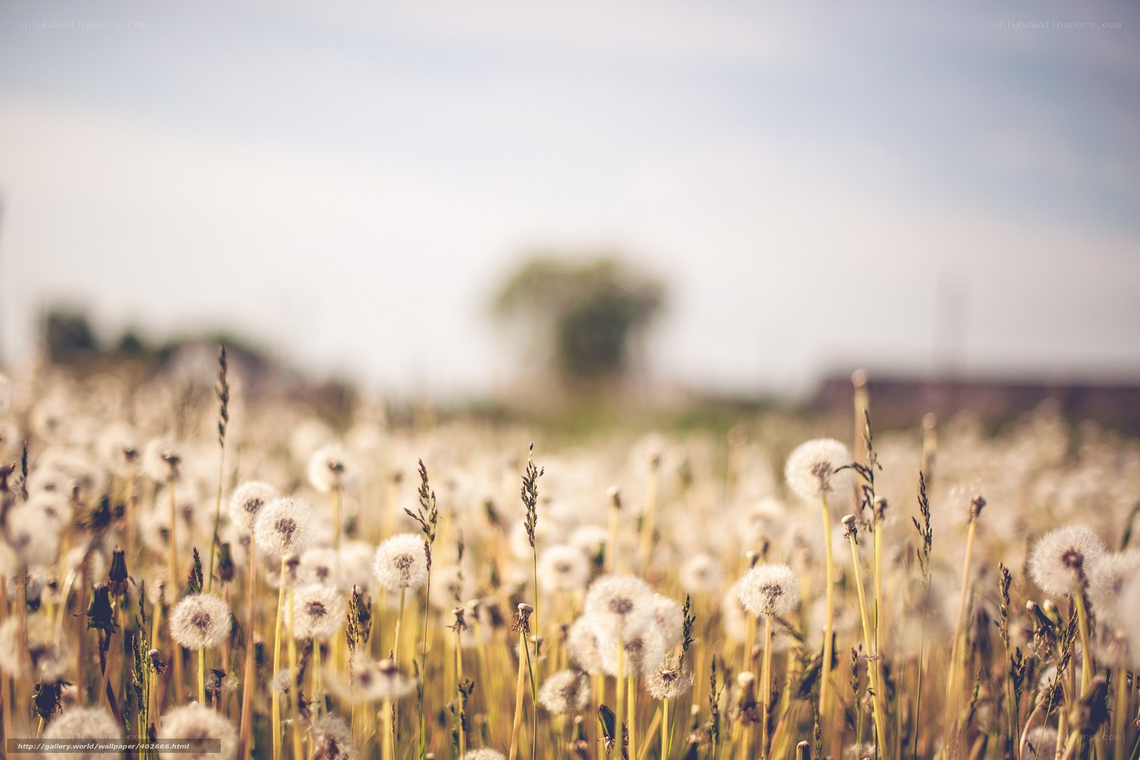 Dandelion field in sunlight