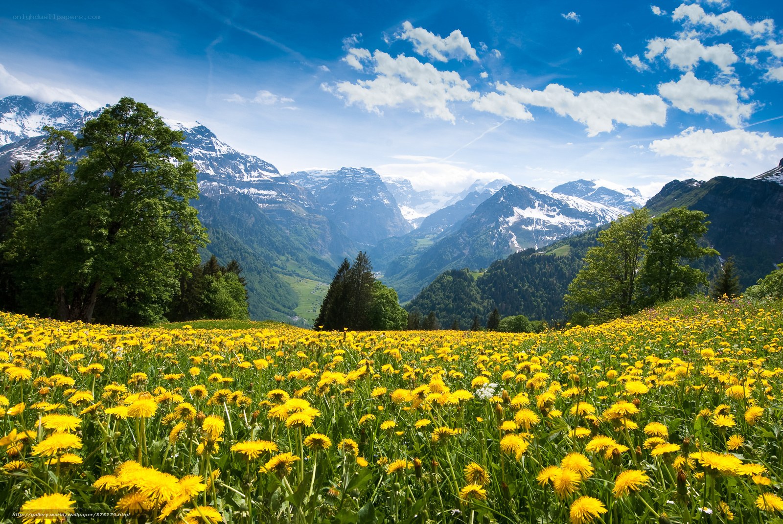 Dandelion field in the Alps