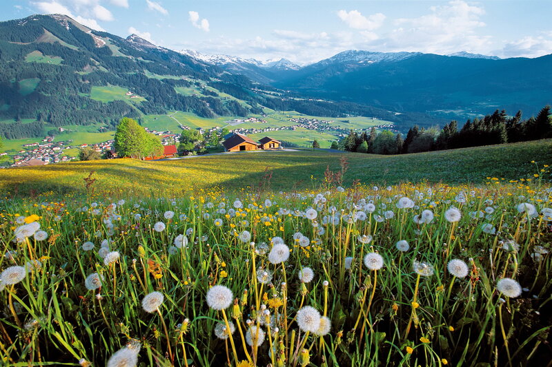 Dandelion Field in Valley — Green, Serene, Summer