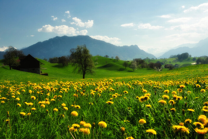Dandelion Field in Valley — Green, Serene