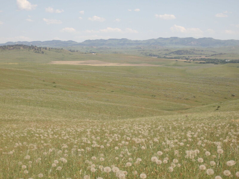 Dandelion Field in Valley — Green