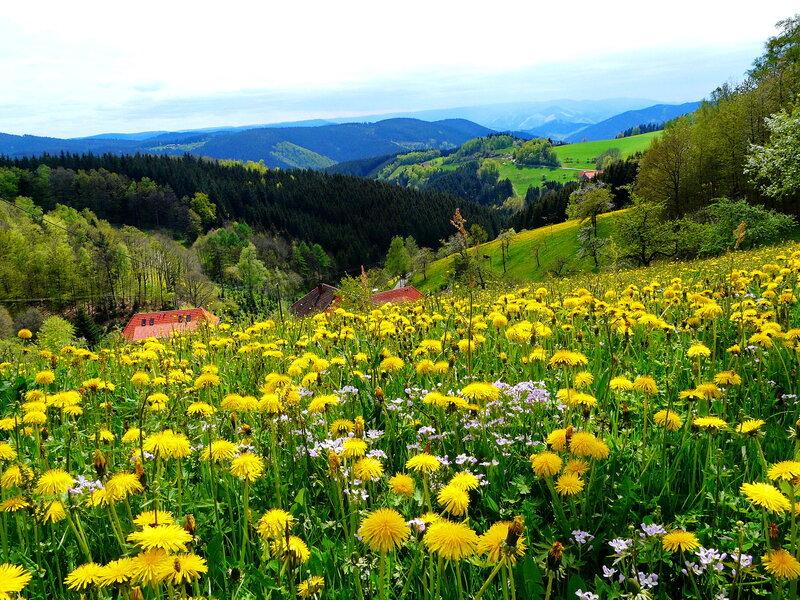 Dandelion Field in Valley — Yellow