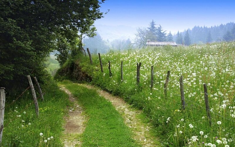 Dandelion Field Path