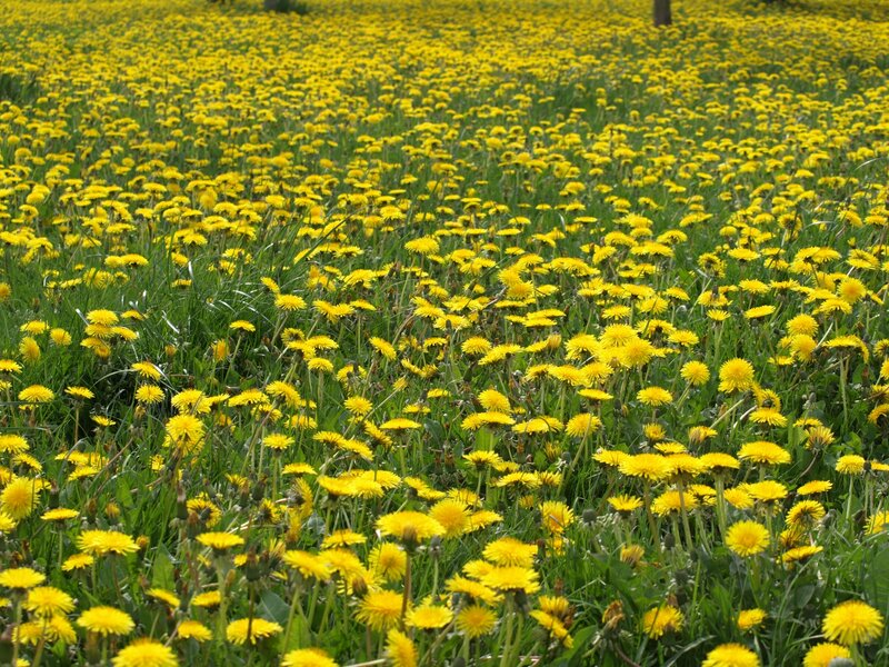 Dandelion Field