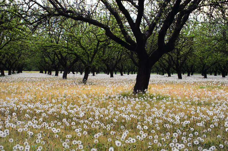 Dandelion field under apple trees