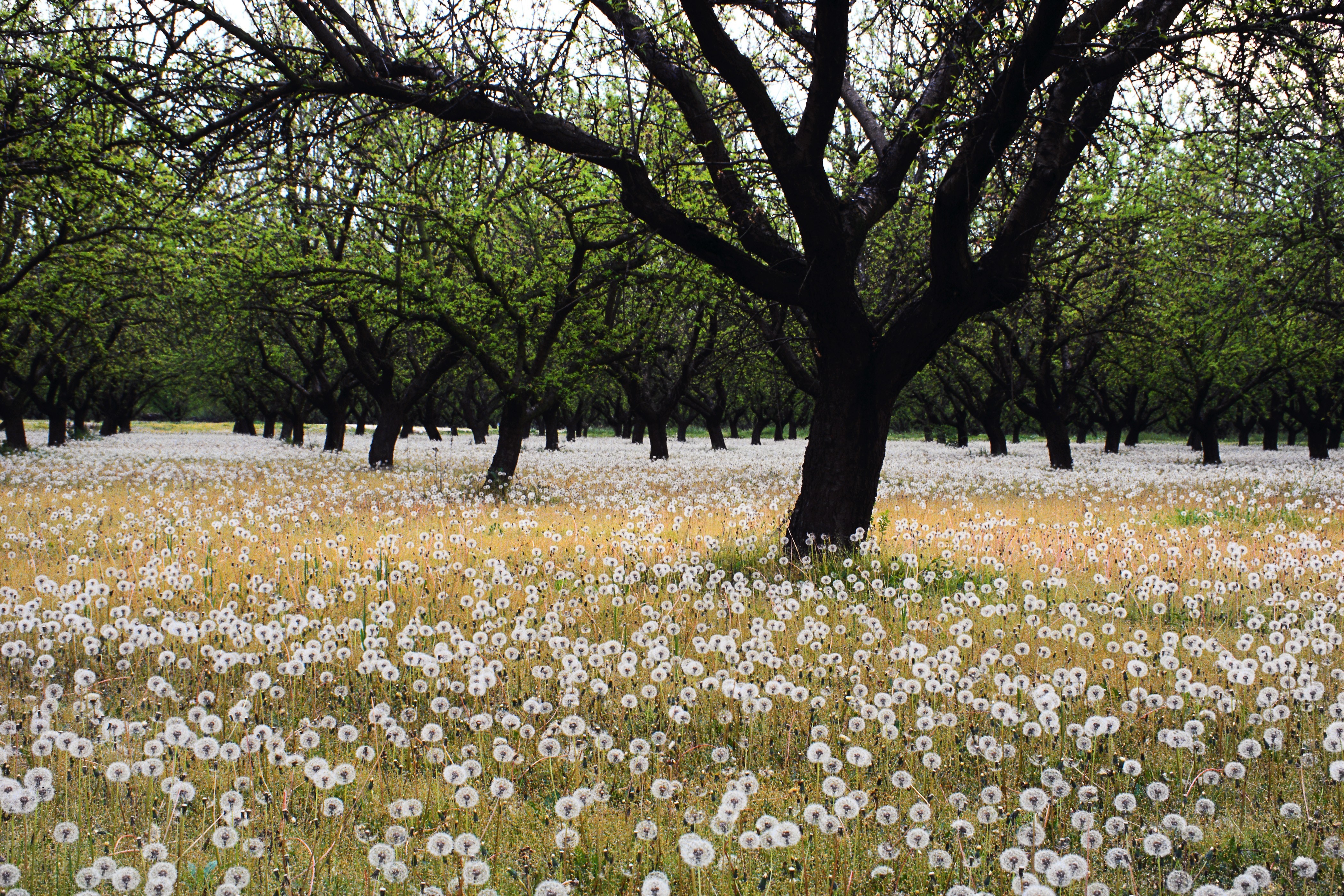 Dandelion field under apple trees