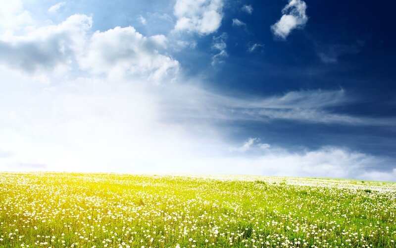 Dandelion field under blue sky