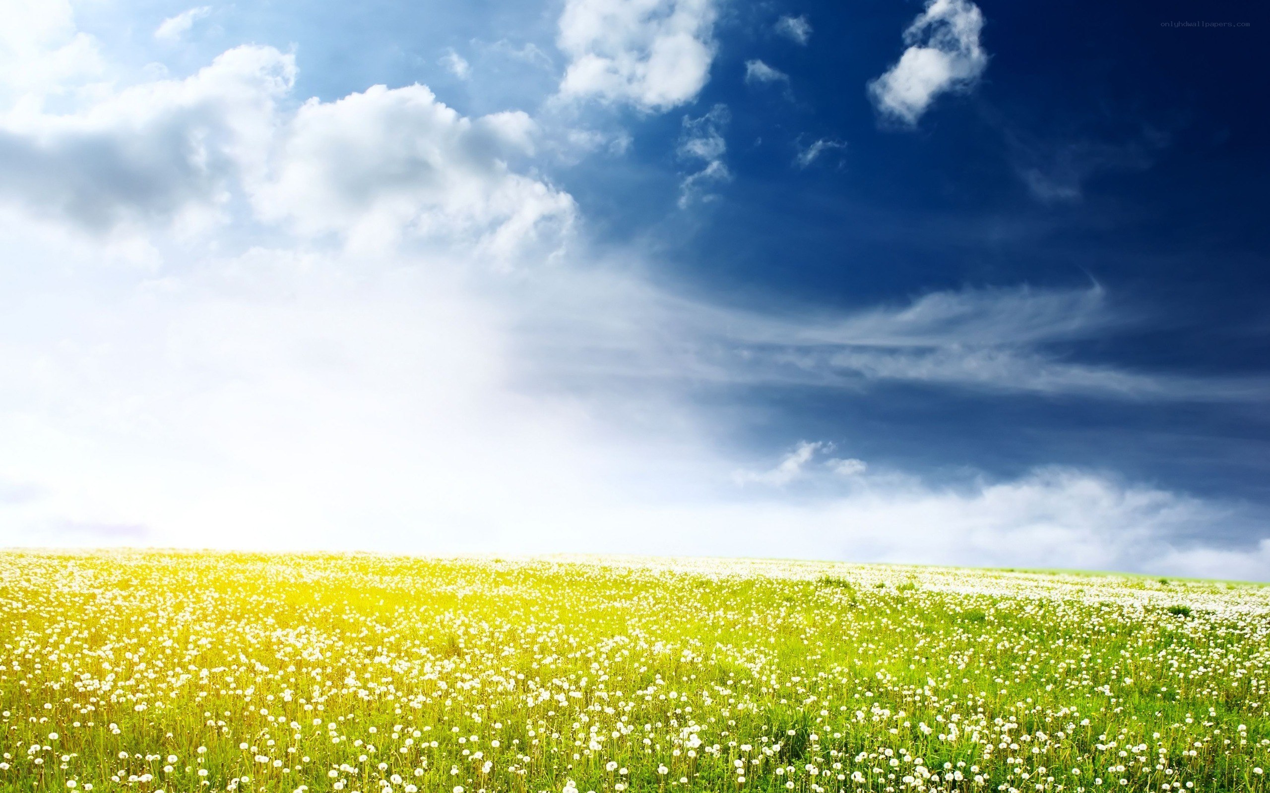 Dandelion field under blue sky