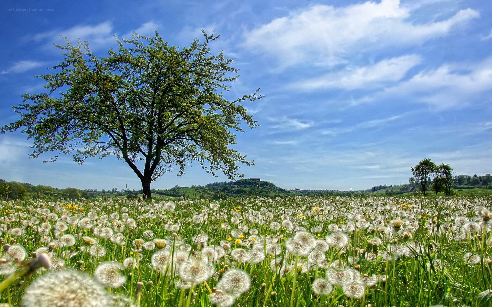 Dandelion field under blue sky