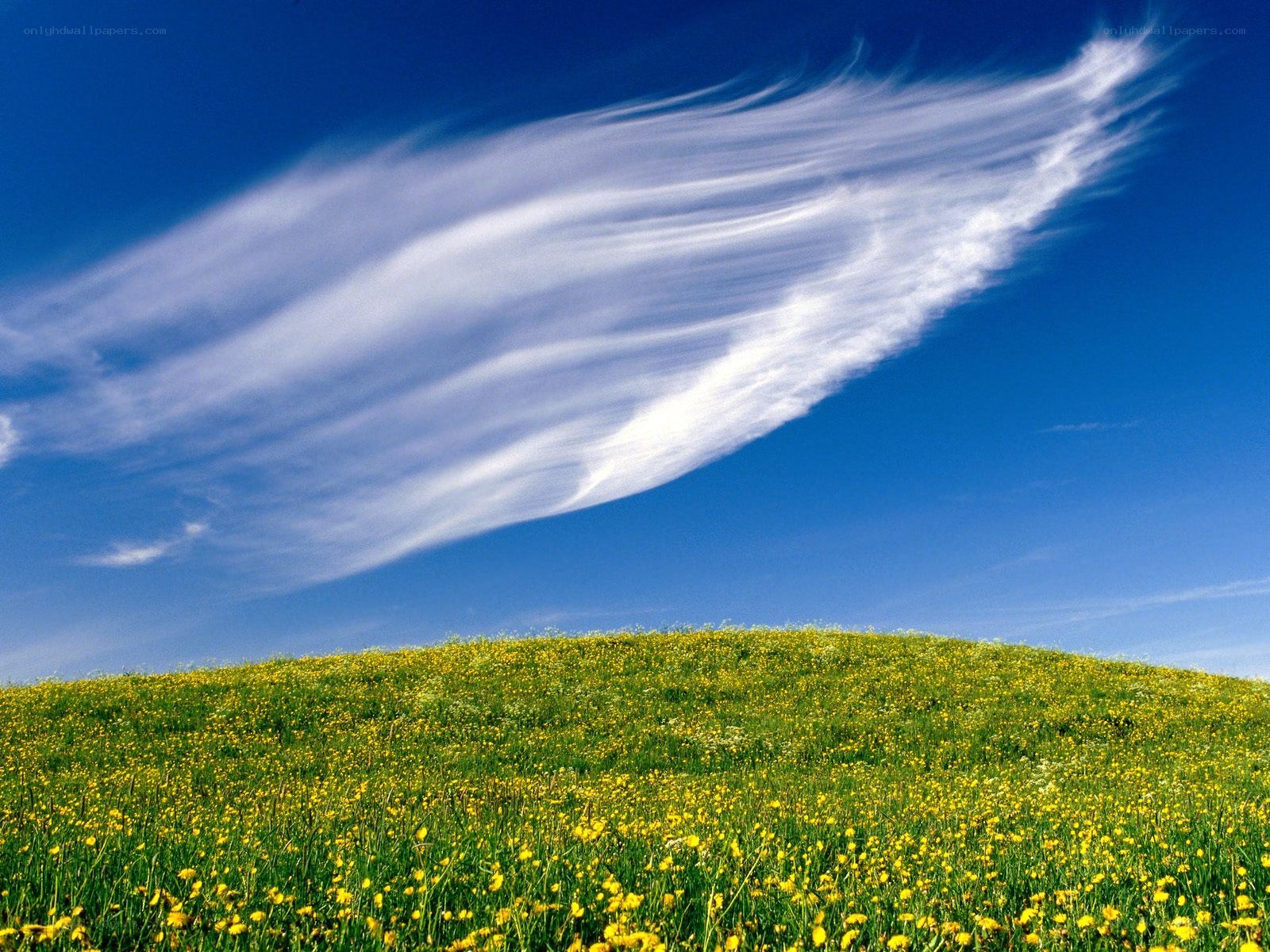 Dandelion field under blue sky