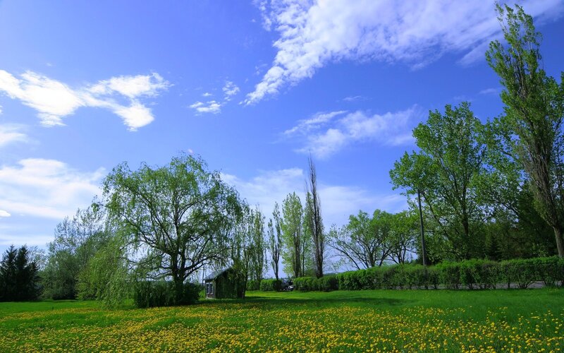 Dandelion field under blue sky