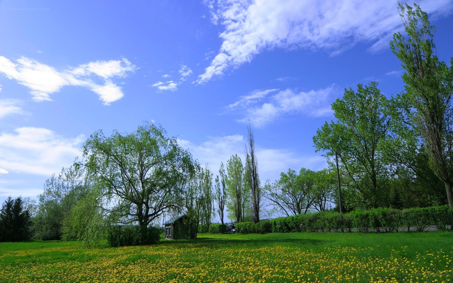 Dandelion field under blue sky