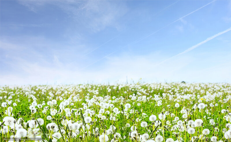 Dandelion field under blue sky