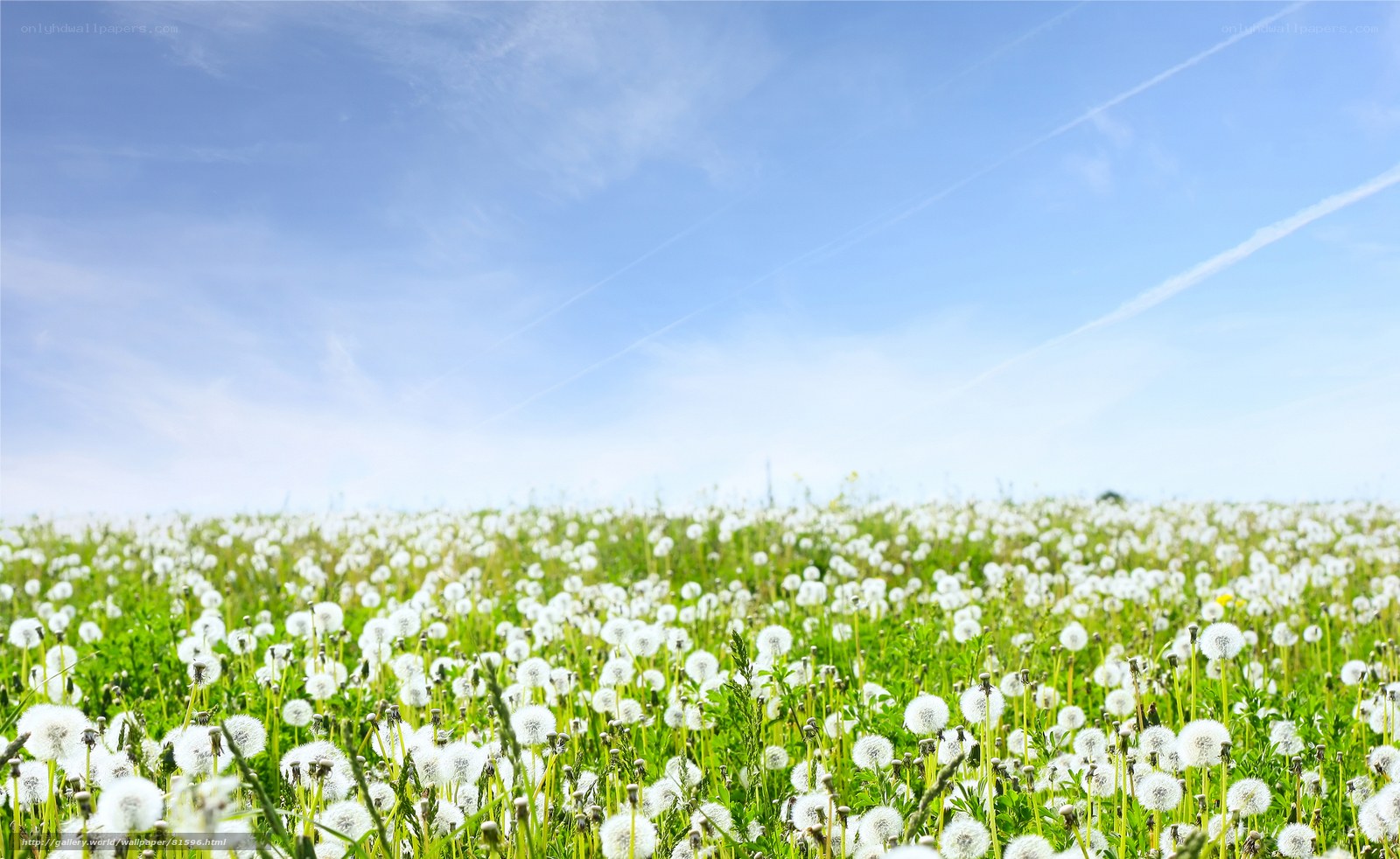 Dandelion field under blue sky