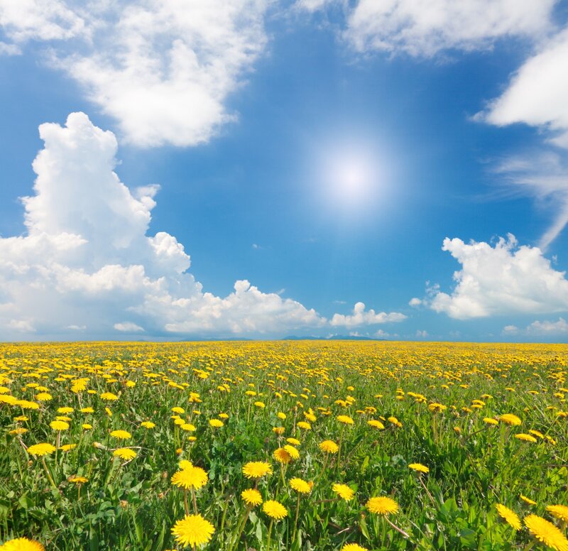 Dandelion Field under Sky
