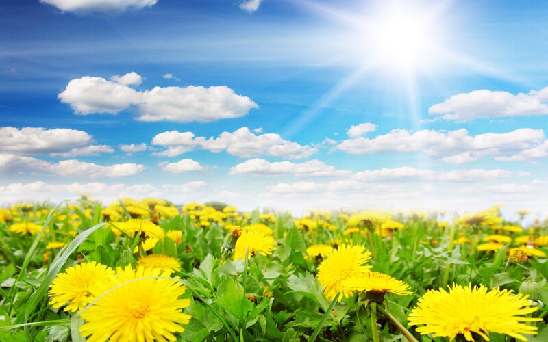 Dandelion Field under Sun