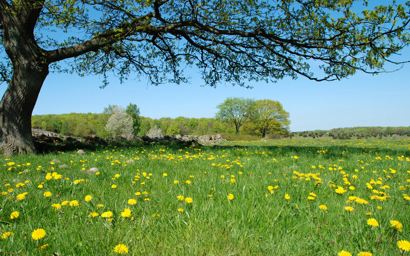 Dandelion Field under Tree — Green