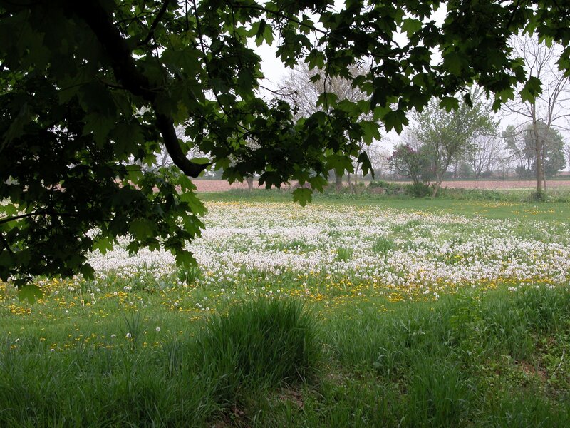 Dandelion field under tree