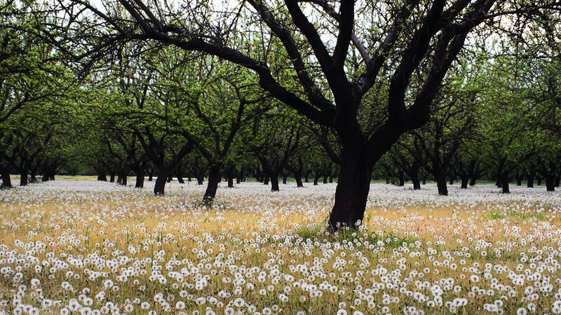 Dandelion Field under Trees — Green, Serene, Spring, Photograph, Dandelions