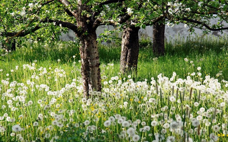 Dandelion Field under Trees — Green, Serene, Spring, Photograph, Flowers, Grass