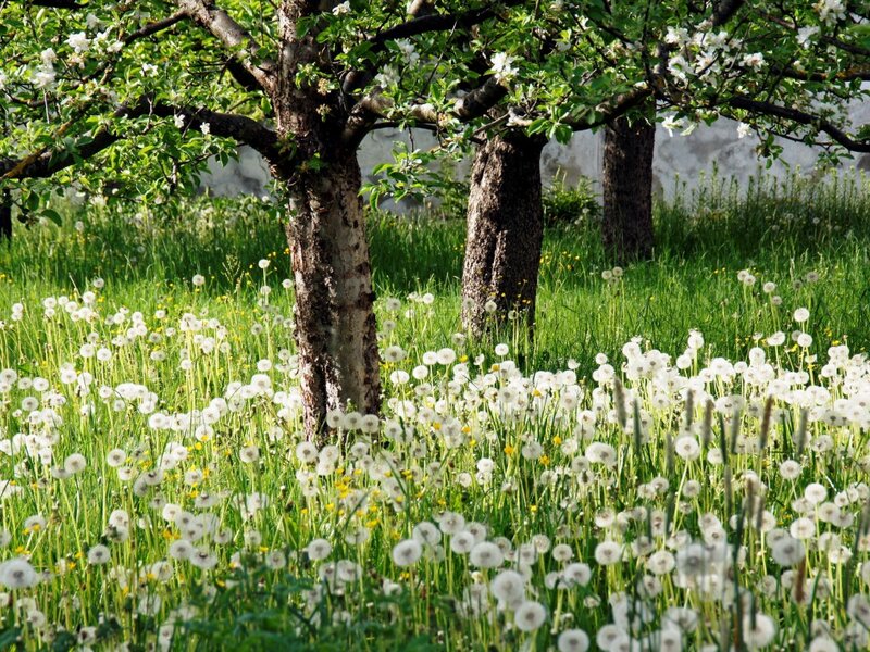 Dandelion Field under Trees — Green, Serene, Spring, Photograph, Flowers