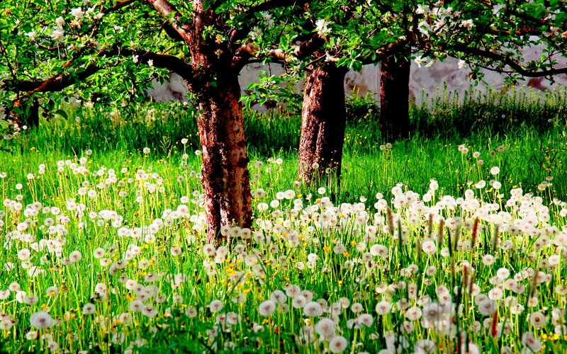 Dandelion Field under Trees — Green, Serene, Spring, Photograph