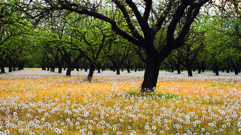 Dandelion Field under Trees — Green, Serene, Spring