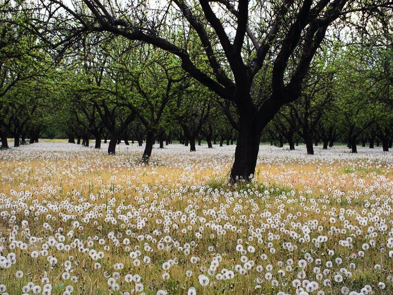 Dandelion Field under Trees — Green, Serene