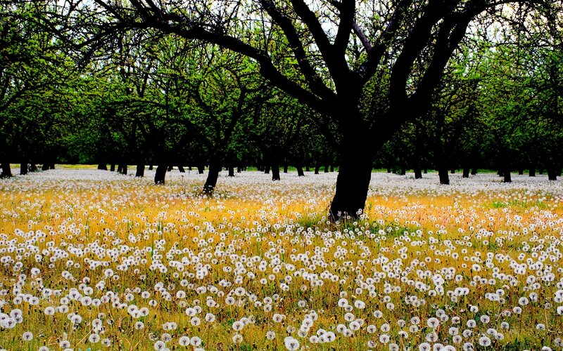Dandelion Field under Trees — Green