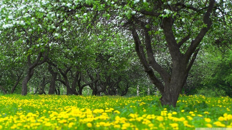 Dandelion Field under Trees — Yellow, Serene