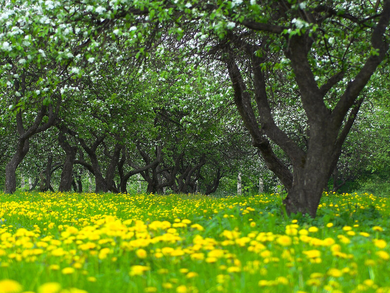 Dandelion Field under Trees — Yellow