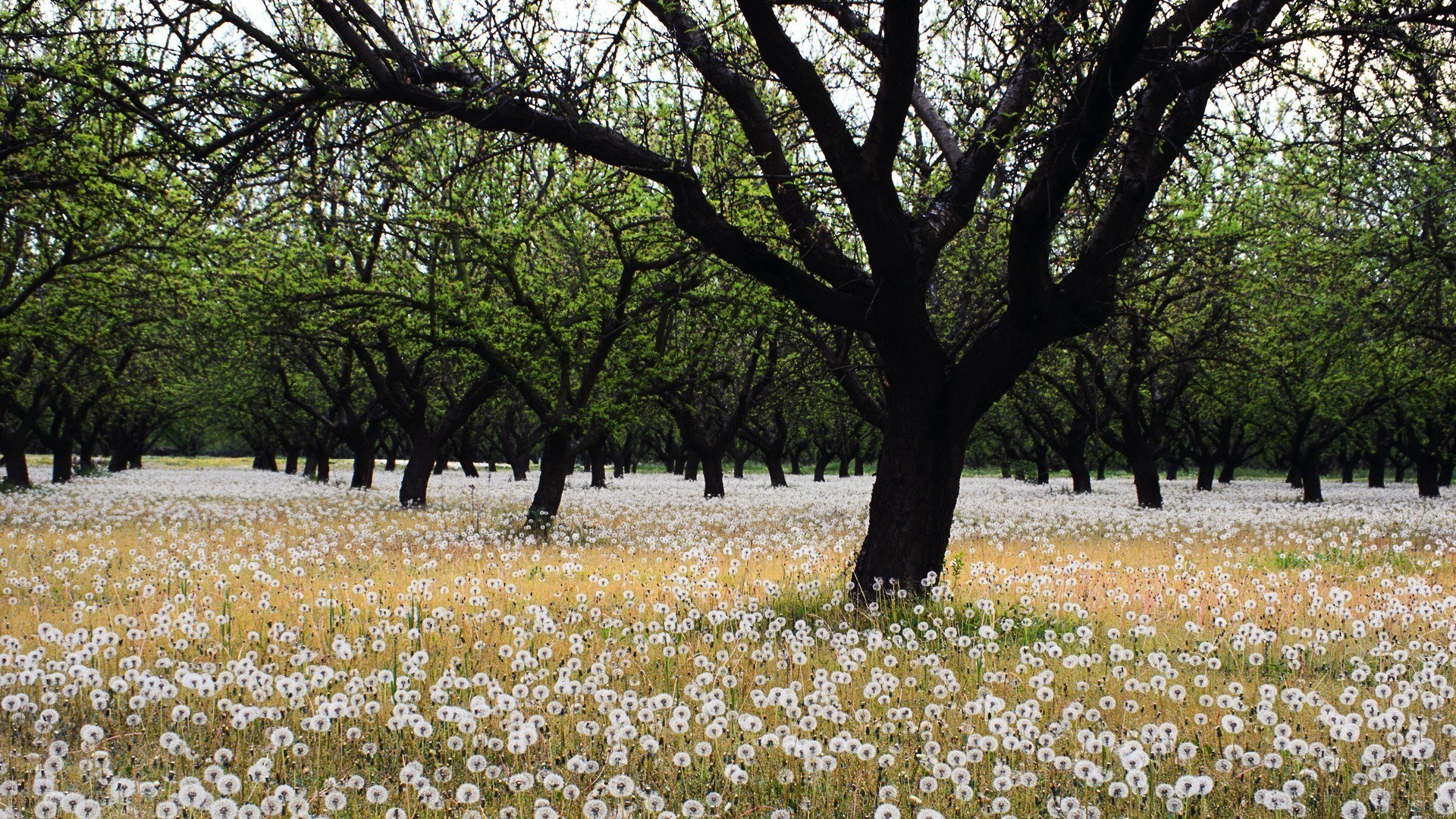 Dandelion field under trees